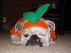 a lazy pumpkin