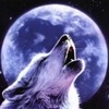 Howling  wolf