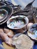 Collection of Seashells