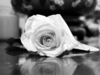 A White Rose