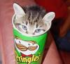 pringle pussy!!