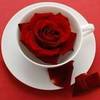 YOUR MY MORMING ROSE