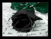 Black Rose