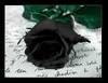 a black rose . .