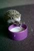 A thirsty hedgehog