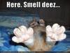 Lucky Cat's Feet