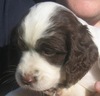 English Springer Spaniel Puppy