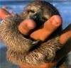 a Snuggle Sloth