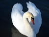 a heart shaped swan