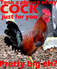 A Picture of my Cock