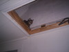 Ceiling cat