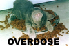 an overdose