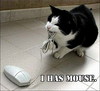 i caught a mouse :D