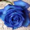 blue rose