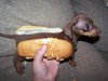 Tasty hotdog