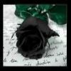 A Black Rose Just For You