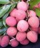 Litchi