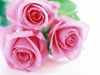 Three lovely Bright Pink Roses