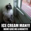 Hungry Cream Kitty