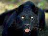 panther