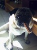 Puggy chew