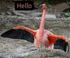 Flamingo Hello