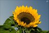 sunflower for someone special