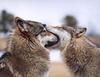 a Wolf kiss