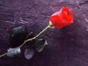 a red rose