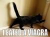 Viagra cat