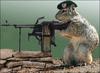 Squirrel with a machine gun