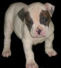 american bulldog pup