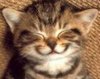 laughing cat 