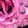 rain drops on roses