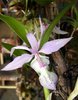 Barkeria Spectabilis Orchid