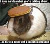 pancake bunny!!!