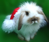 cute bunny