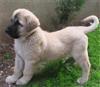 Anatolian Dog (Kangal) Puppies