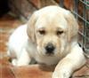 Labrador puppies