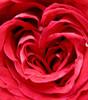 love shaped rose