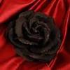  The beauty within, a Black Rose