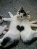 Heart O' Kitty