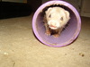 Ferret inna Tube