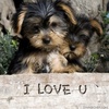 i love my pet :)