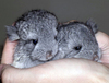 Cuddly Chinchillas