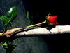 lone rose ~ i need your embrace
