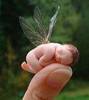 a Fairy Thank You for Thumbing