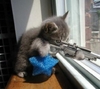 sniper kitty guards