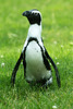 An African Penguin