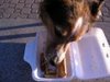 fish and chips at the beach